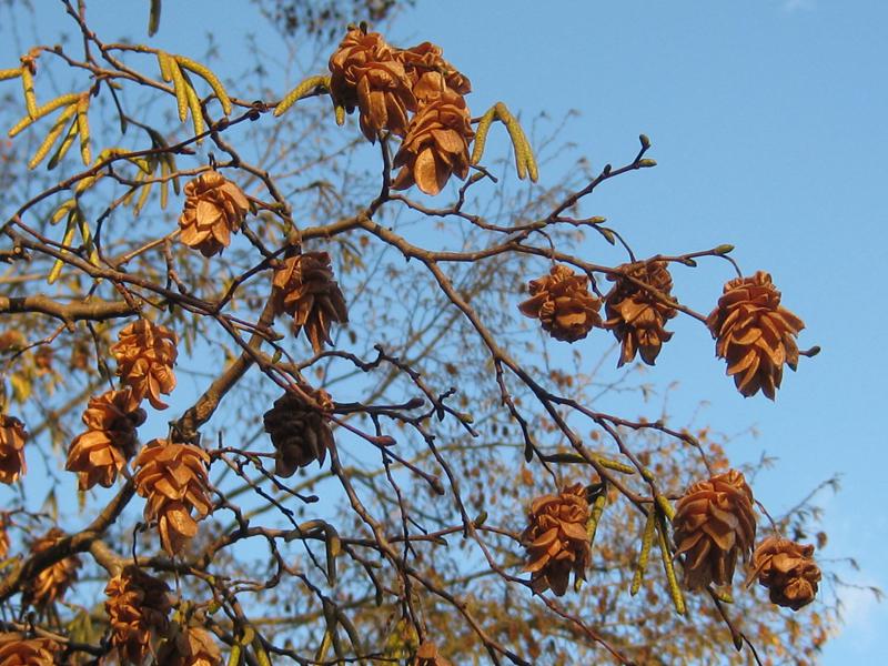 Früchte der Hopfenbuche im Winter