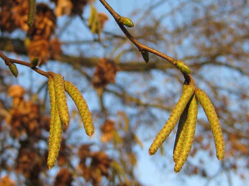 Die Knospen der Hopfenbuche