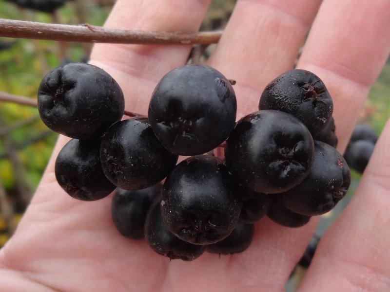 Reife Früchte der Apfelbeere Nero, Aufnahme Ende August