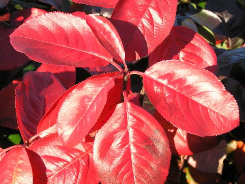 Tolles Herbstlaub bei Aronia melanocarpa Nero