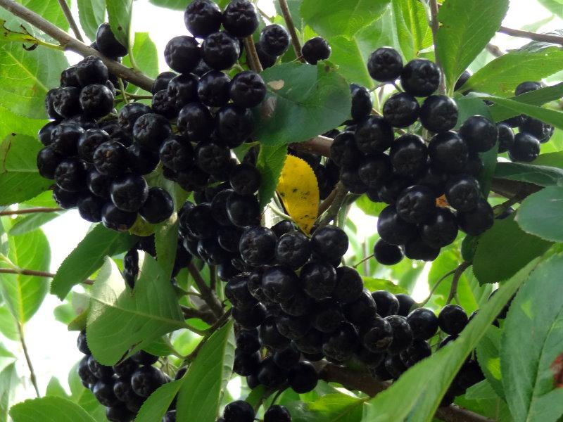 Essbare Früchte von Aronia Nero