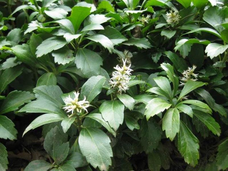 Bodendecker für schattige Ecken: Dickmännchen, Pachysandra terminalis