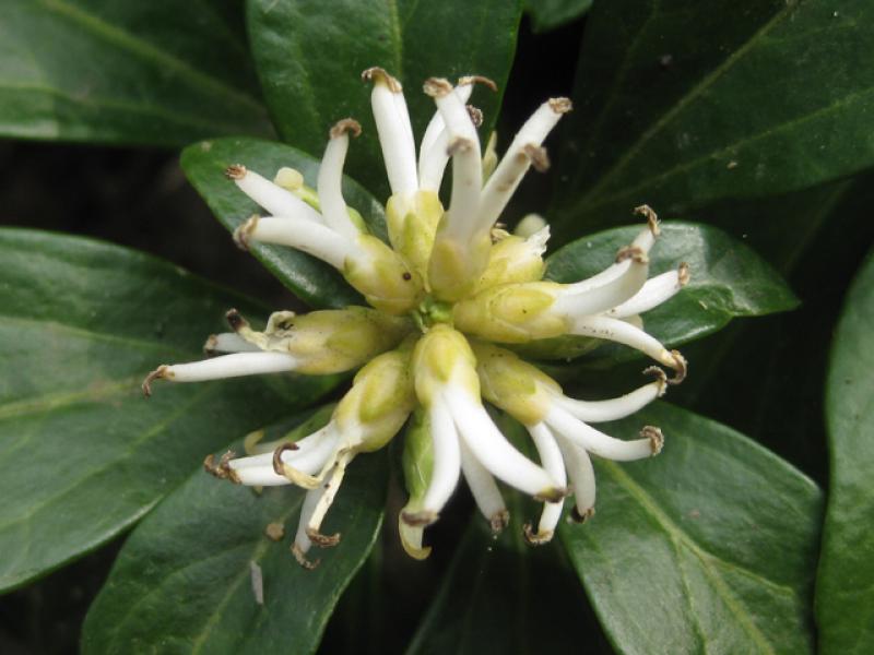 Weißblühendes Dickmännchen, Pachysandra terminalis