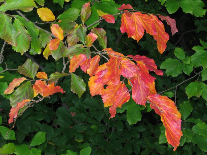 Eisenholzbaum - bunte Blätter im Herbst