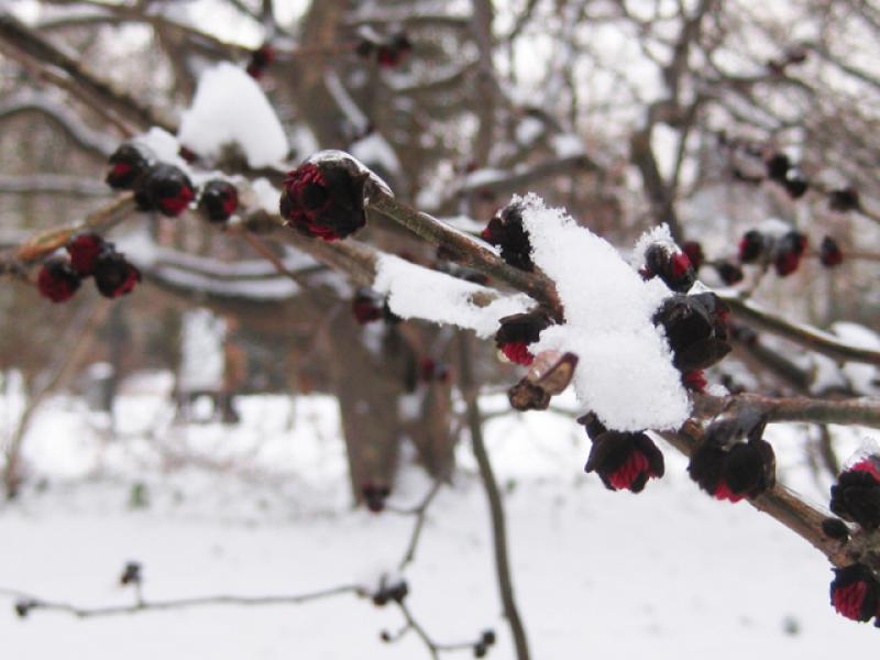 Viele rote Blüten zieren die Parrotia persica zu Beginn des Jahres