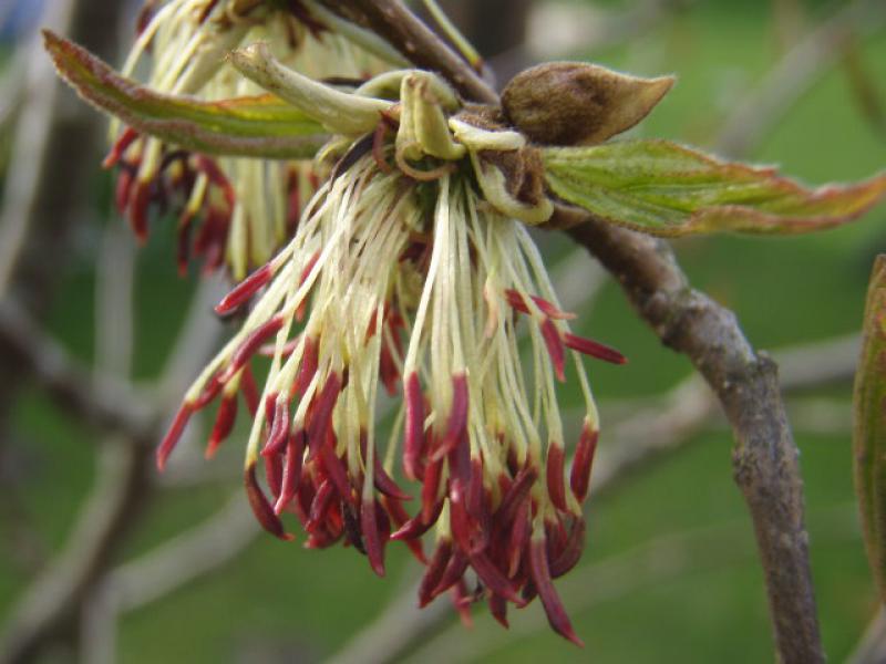 Blütenform des Eisenholzbaumes