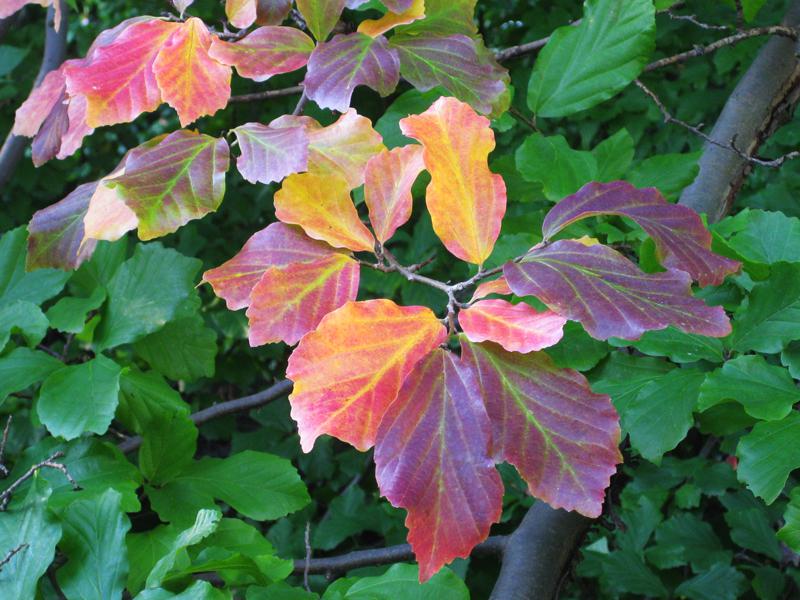 Bunte Herbstfärbung der Parrotia persica
