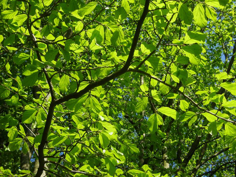 Frisches Laub des Eisenholzbaumes im April