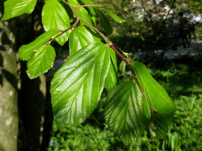 Der Eisenholzbaum: junge Blätter im Frühjahr