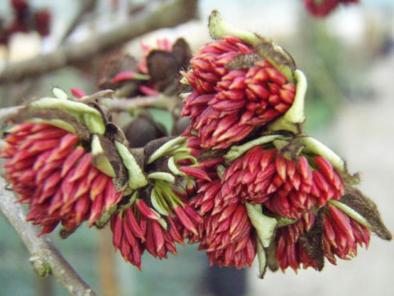 Leuchtend rote Blüten des Eisenholzbaumes