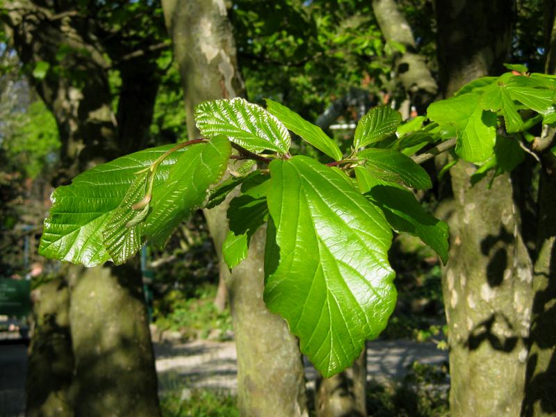 Zartgrüne Blätter im Austrieb - der Eisenholzbaum