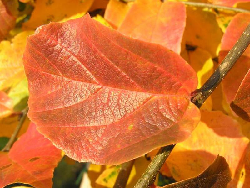Schön gefärbte Herbstblätter des Eisenholzbaumes