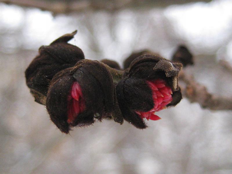 Eisenholzbaum - leuchtend rote Blüten im Januar