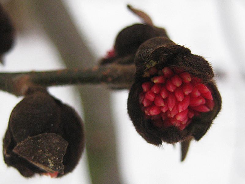 Nahaufnahme der Blüte von Parrotia persica