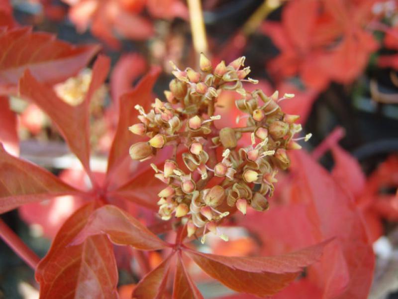 Blüte beim Wilden Wein