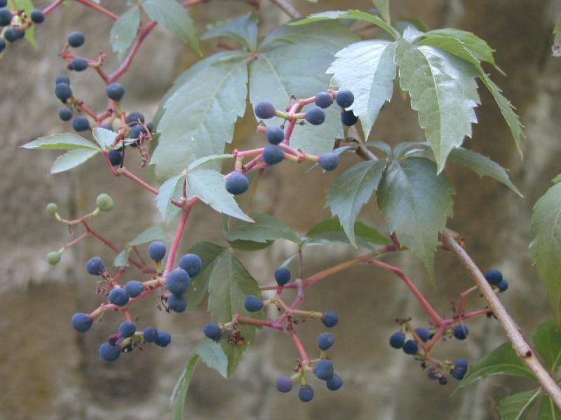 Wilder Wein mit blauen Früchten