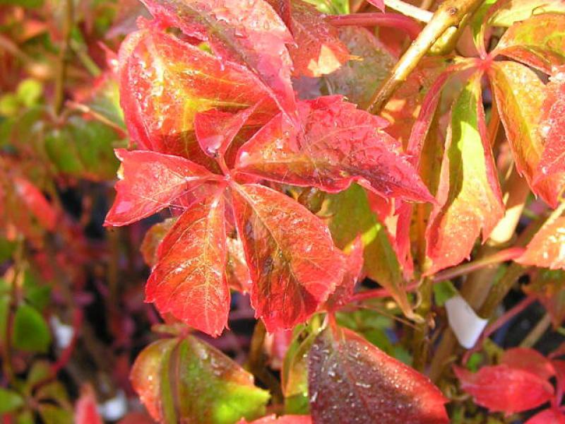 Parthenocissus quinquefolia in roter Herbstfärbung