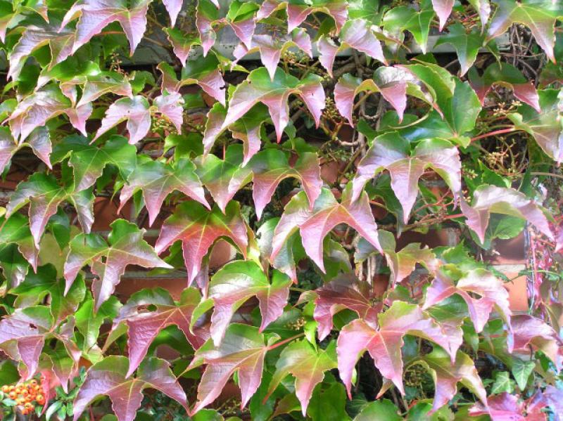 Parthenocissus tricuspidata Veitchii - beginnende Herbstfärbung