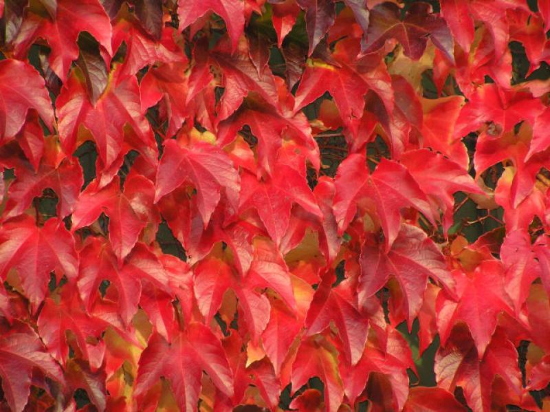 Selbstklimmender Wein mit leuchtend roter Herbstfärbung