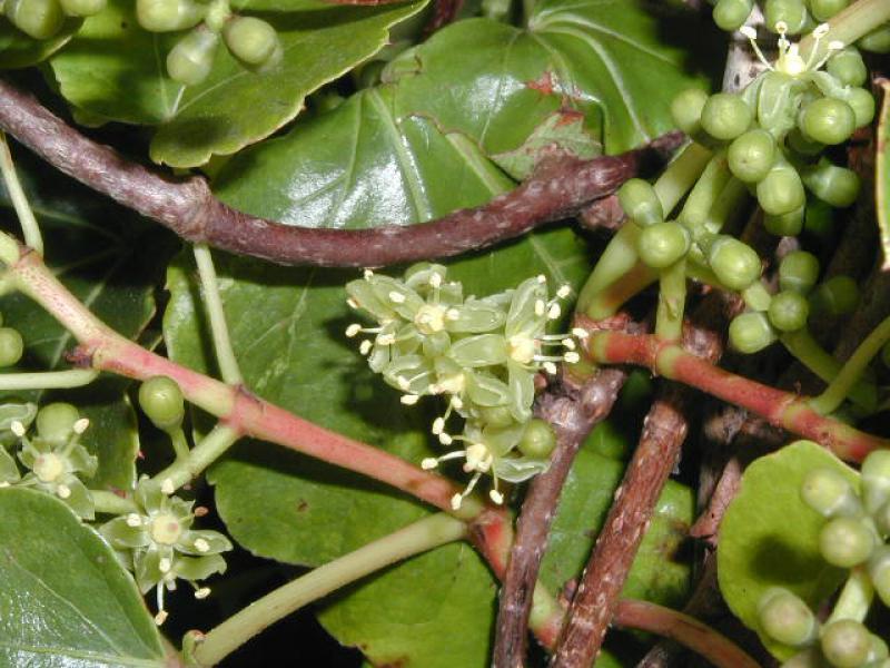 Selbstklimmender Wein - grüne Blüten