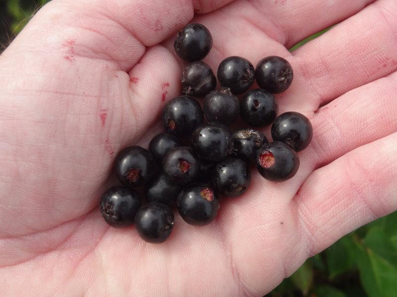 Aronia melanocarpa Hugin: Früchte, Aufnahme Ende August