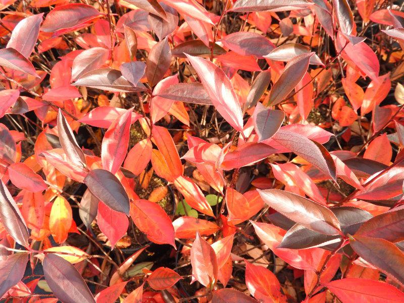 Aronia Hugin im Herbstlaub