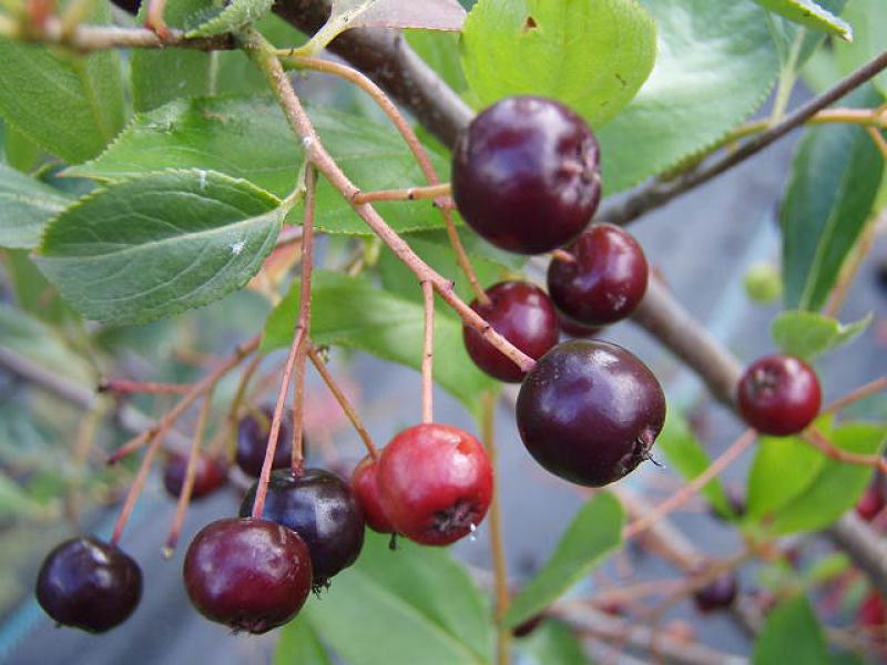 Aronia Hugin: Fruchtansatz