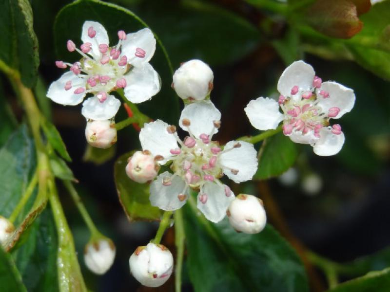 Aronia melanocarpa Hugin Blüte