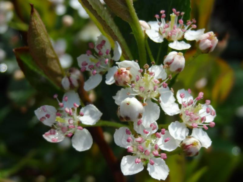 Schwarze Kulturapfelbeere Hugin in Blüte