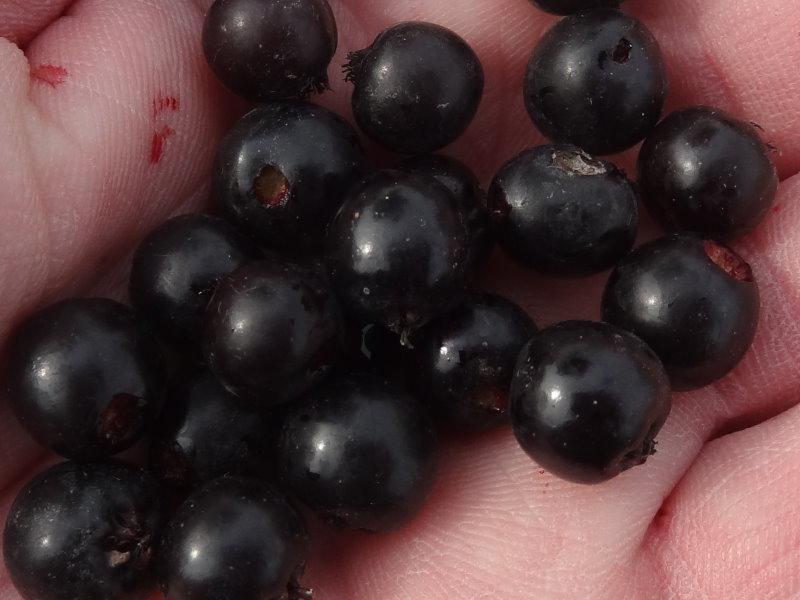 Reife Früchte von Aronia melanocarpa Hugin