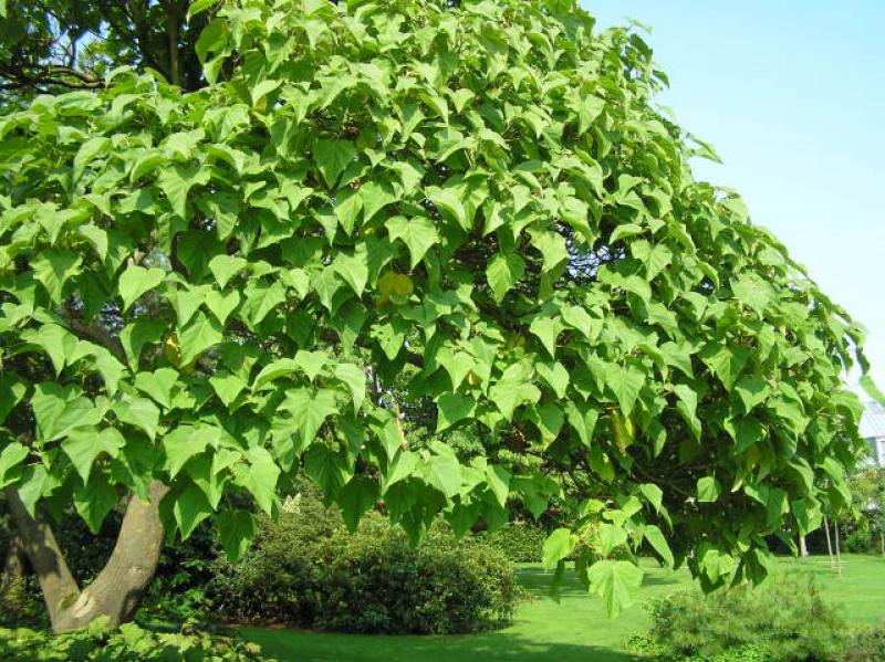 50 Stück Samen Paulownia tomentosa Chinesischer Blauglockenbaum Gifts