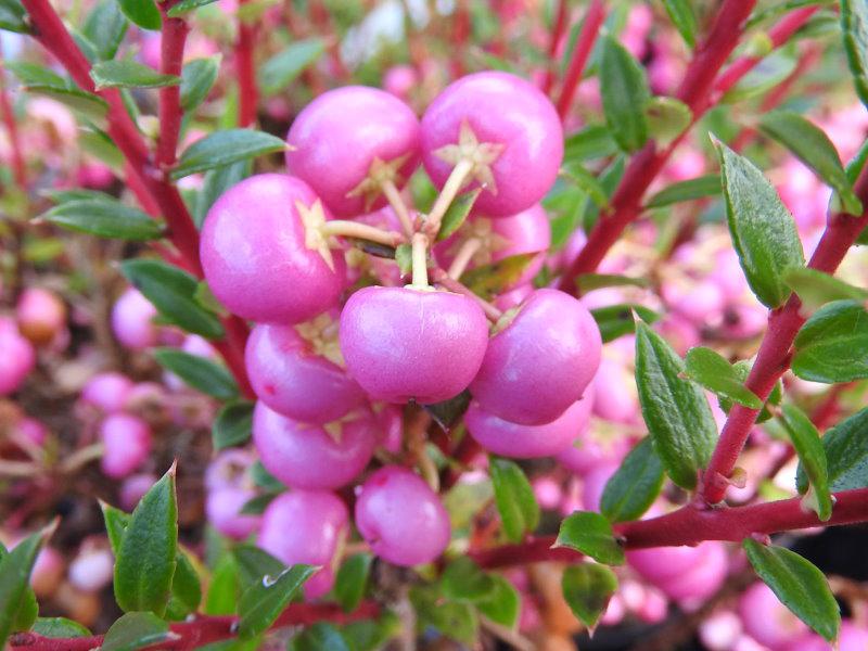 Pernettya mucronata Rosea, Bärljung Rosea