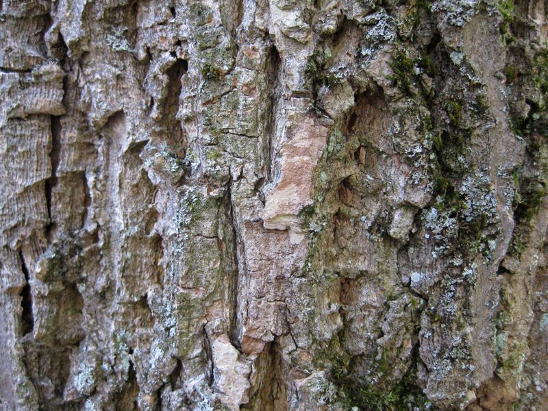 Korkige Rinde des Phellodendron amurense