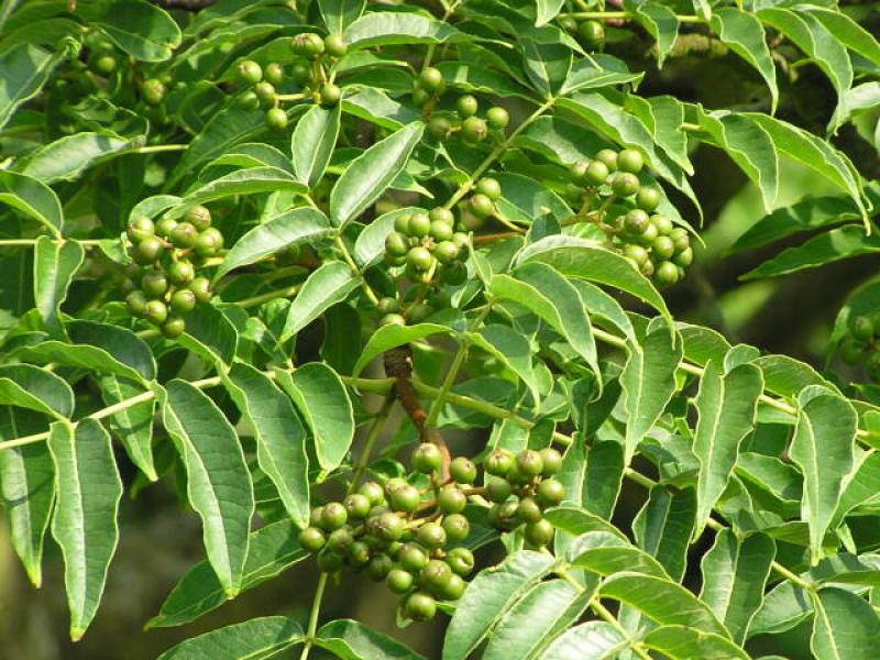 Früchte des Phellodendron amurense