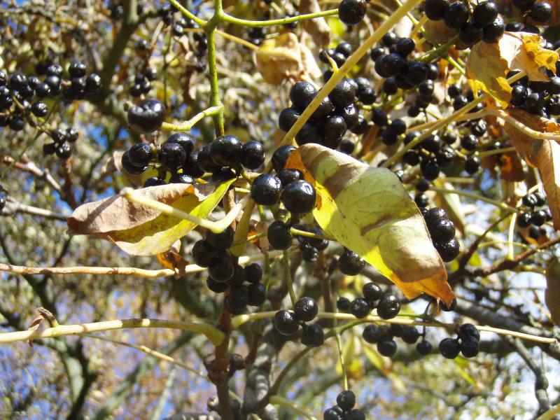 Korkbaum: Gelbes Herbstlaub und Früchte
