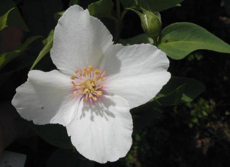 Gartenjasmin Belle Etoile - weiße Blüte in Nahaufnahme