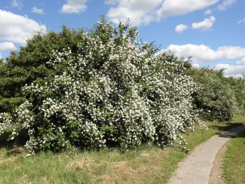 Der natürliche Habitus des Bauernjasmin (Philadelphus coronarius)