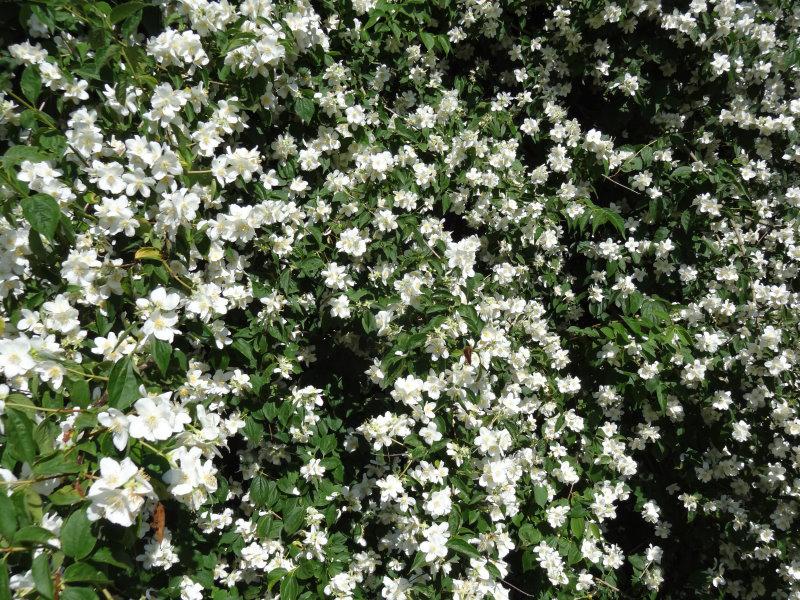 Die Blütenpracht des Philadelphus coronarius