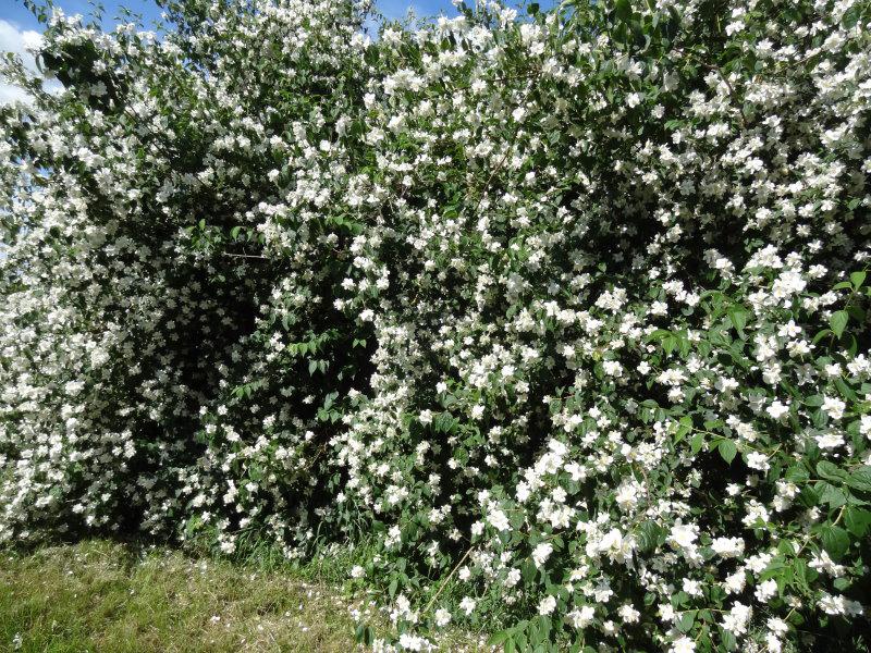 Ein überreicher Blütenflor des Pfeifenstrauchs (Philadelphus coronarius)