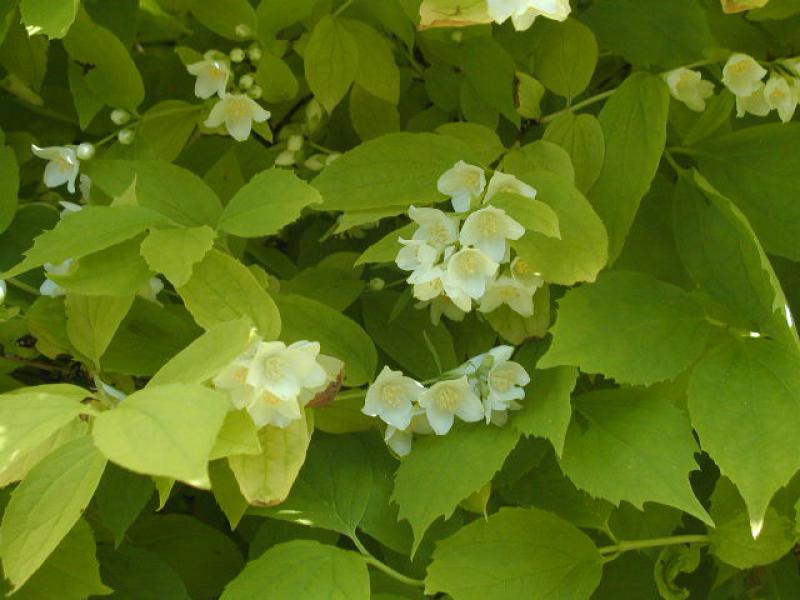 Gold-Bauernjasmin - weiße Blüten