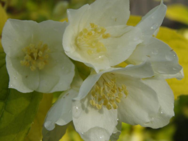 Weiße, duftende Blüten von Philadelphus coronarius Aureus