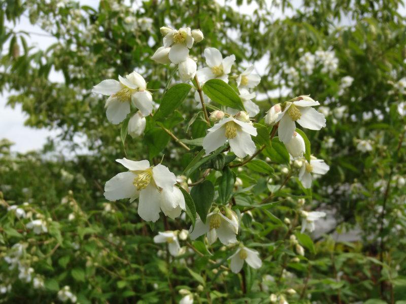 Triebspitze von Philadelphus Erectus mit weißen Blüten