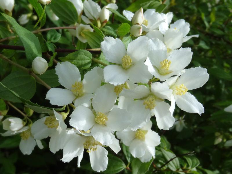 Weiße Blüte im Juni von Philadelphus Erectus