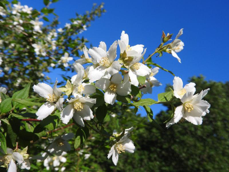 Weißblühender Duftjasmin