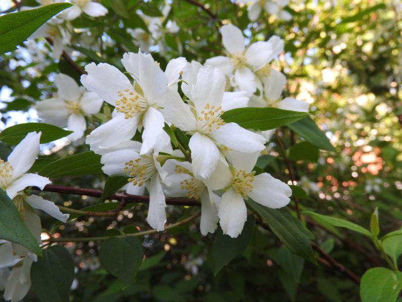 Wohlduftende, weiße Blüten des Duftjasmins