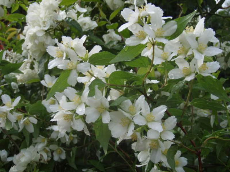 Reiche weiße Blüte des Duftjasmins