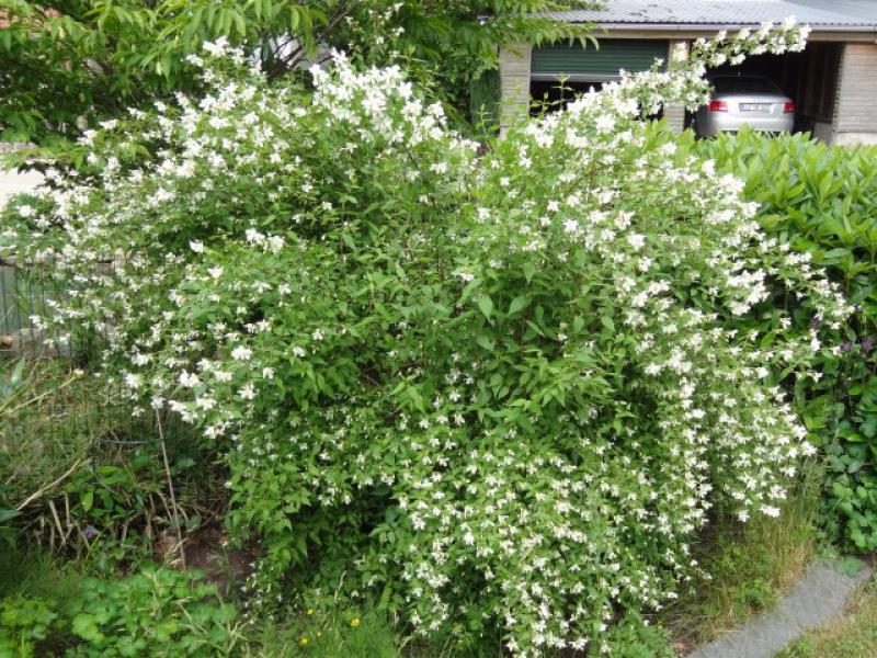 Philadelphus lemonei Erectus im Alter mit überhängenden Zweigen