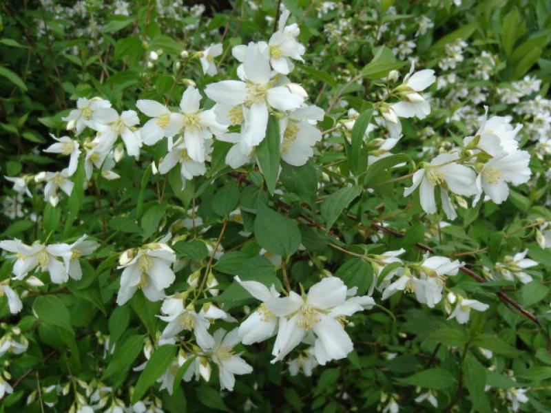 Duftjasmin mit weißen Blütenschmuck, smultronschersmin