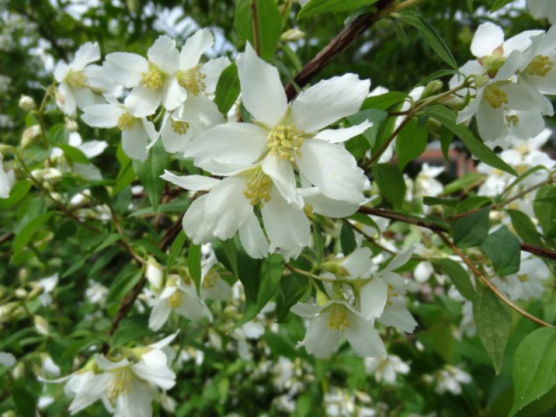 Üppige Blüte beim Duftjasmin, Philadelphus Erectus