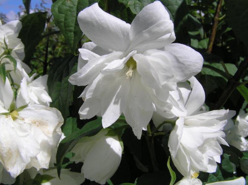 Der Gartenjasmin Schneesturm blüht weiß.